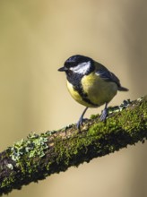 Great Tit, Parus major, bird in forest at winter sun