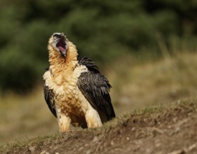 Old bearded vulture (Gypaetus barbatus) with open beak, Catalonia, Pyrenees, Spain, Europe