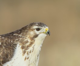 Steppe buzzard (Buteo buteo) bright morph, animal portrait, wildlife, winter, Siegerland, animals,