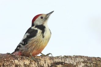 Middle spotted woodpecker (Dendrocopos medius) sitting attentively on birch trunk, in winter, light