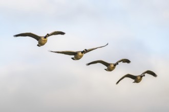 Canada Goose, Branta canadensis, birds in flight on sky over marshes