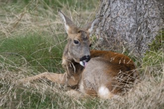 European roe deer (Capreolus capreolus), doe lying on the forest floor and licking her fur,