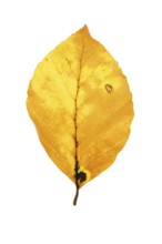 Autumn-coloured leaf of a beech (Fagus sylvatica), copper beech, tree, free-standing, Vechta, Lower