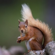 Squirrel (Sciurus), forest, Aviemore, Scotland, Great Britain