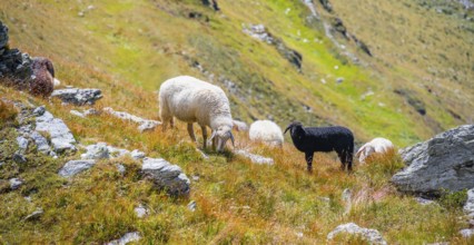 White and black sheep in the mountains, Carnic Alps, Carinthia, Austria, Europe