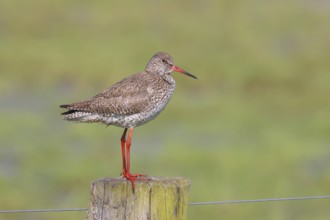 Common redshank (Tringa totanus) standing on a pasture fence, snipe bird, spring, wildlife, Hüde,