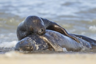 Grey seal (Halichoerus grypus) two adult animals sleeping together in the surf of the sea, Norfolk,