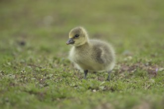 Greylag goose (Anser anser) juvenile baby gosling bird standing on grassland, England, United