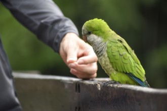 Monk parakeet (Myiopsitta monachus) eating from the hand, public park in Buenos Aires, Argentina,