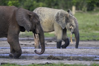 African forest elephants (Loxodonta cyclotis) in the Dzanga Bai forest clearing, Dzanga-Ndoki