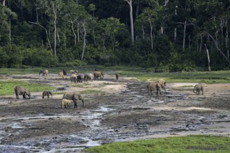 African forest elephants (Loxodonta cyclotis) in the Dzanga Bai forest clearing, Dzanga-Ndoki