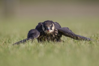 Eurasian hobby (Falco subbuteo) adult bird mantling prey on grassland, England, United Kingdom,