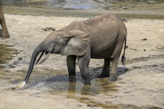 African forest elephant (Loxodonta cyclotis) in the Dzanga Bai forest clearing, Dzanga-Ndoki