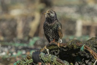 European starling (Sturnus vulgaris) adult bird on a lobster pot in a seaside harbour, England,