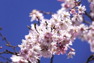 Blossom of the Higan cherry, March, Germany, Europe