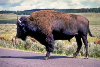 Bison, English buffalo, wild cattle North America, Yellowstone Park, Wyoming, USA, North America