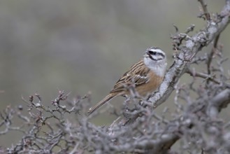 Rock Bunting (Emberiza cia) singing on a fruit tree, Austria, Lower Austria, Wachau region, Europe