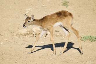 Southern lechwe (Kobus leche) youngster walking in the dessert, captive, distribution Africa