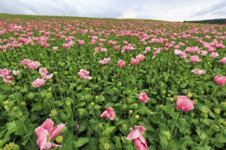 Opium poppy (Papaver somniferum), cultivation of edible poppy, poppy field, pink-coloured sea of