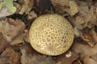 Common earthball (Scleroderma citrinum), North Rhine-Westphalia, Germany, Europe