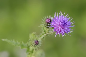 Common thistle (Cirsium vulgare, Cirsium lanceolatum), flowering, North Rhine-Westphalia, Germany,