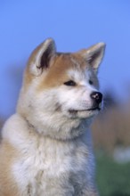 Akita Inu