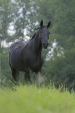 Westphalian Warmblood, Westphalian