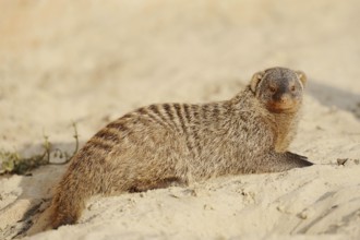 Banded mongoose (Mungos mungo), captive, occurrence in Africa