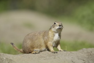 Black-tailed prairie dog (Cynomys ludovicianus), captive, occurring in North America