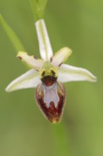 Ragwort in splendour (Ophrys splendida), flower, Provence, southern France