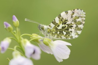 Orange tip (Anthocharis cardamines) on inflorescence of cuckoo flower (Cardamine pratensis), North