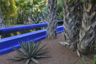 Exotic garden with tall palm trees, agave plant, and vibrant blue walls surrounded by lush