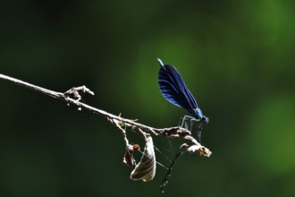 Dragonfly on a branch, July, Germany, Europe