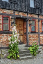 Hollyhocks (Alcea rosea) at a door a half-timbered house in a small street in the idyllic downtown