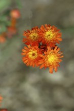 Fox-and-cubs (Hieracium aurantiacum), several flowers on a stem in a rough meadow, Wilnsdorf, North