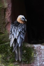 Bearded vulture (Gypaetus barbatus) sitting on a rock in front of a cave, captive, Germany, Europe