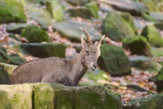 Alpine ibex (Capra ibex) lying on a rock in autumn, Bavaria, Germany, Europe