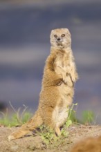 Ethiopian dwarf mongoose (Helogale hirtula) standing on the ground, Bavaria, Germany, Europe