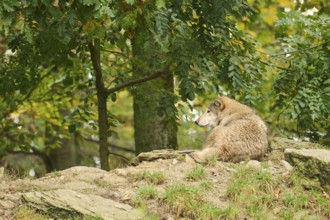 Eastern wolf (Canis lupus lycaon) lying on a little hill, Bavaria, Germany, Europe