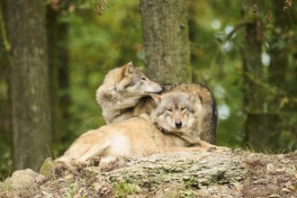 Eastern wolves (Canis lupus lycaon) lying on a little hill, Bavaria, Germany, Europe