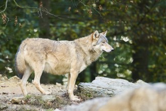 Eastern wolf (Canis lupus lycaon) standing on a little hill, Bavaria, Germany, Europe