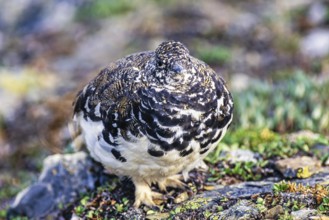 Rock ptarmigan (Lagopus muta) with a camouflaged plumage in a barren rock landscape, Jasper