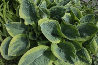 Leaves of a funkia (Hosta), Bavaria, Germany, Europe