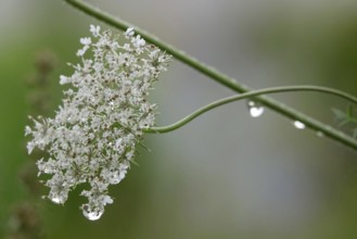 Wild carrot, summer, Germany, Europe