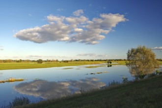 Flooded Elbe meadows reflect the clouds in the blue sky in the middle of a vast landscape, autumn,