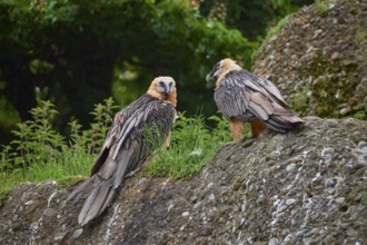 Two bearded vultures (Gypaetus barbatus), sitting on a rocky background and interacting with each