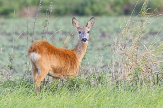 European roe deer (Capreolus capreolus), deer standing in a meadow, wildlife, morning light, doe,