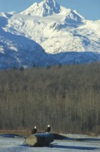 Bald eagle (Haliaeetus leucocephalus), hunting for salmon in the Chilkat Valley near Haines,