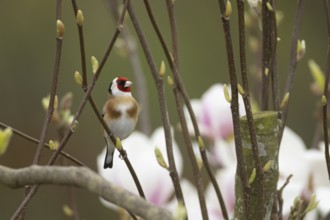 European goldfinch (Carduelis carduelis) adult bird on a garden Magnolia tree branch with blossom