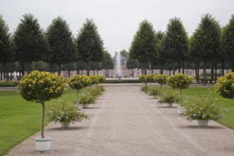 Alley lined with yellow flowering trees and blue flowers in containers in the Schwetzingen palace